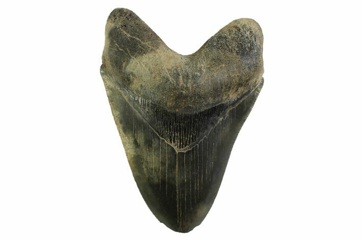 Serrated, Fossil Megalodon Tooth - Georgia #338676
